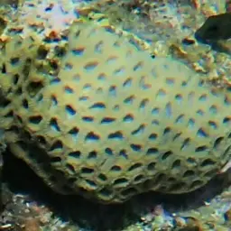 Knob Coral, photo 12