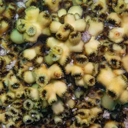 Brain Coral