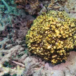 Brain Coral, photo 2