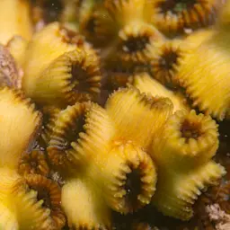 Brain Coral, photo 3