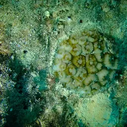 Brain Coral, photo 4