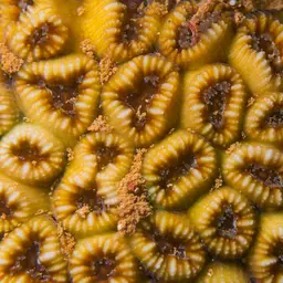 Brain Coral, photo 5