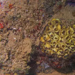Brain Coral, photo 6
