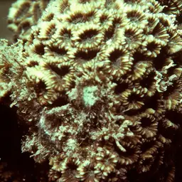 Brain Coral, photo 7