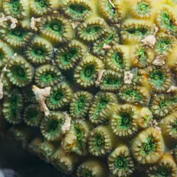 Brain Coral, photo 8