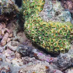 Brain Coral, photo 9