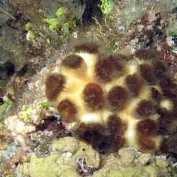 Brain Coral, photo 10