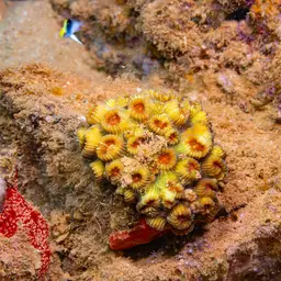 Brain Coral, photo 11