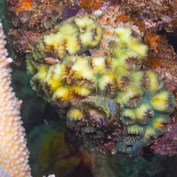 Brain Coral, photo 12