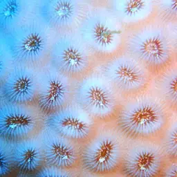 Knob Coral, photo 1