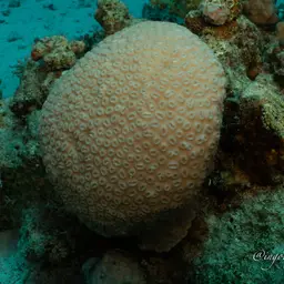 Knob Coral, photo 3