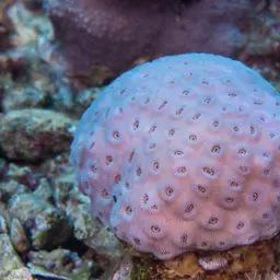 Knob Coral, photo 4