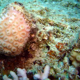 Knob Coral, photo 5