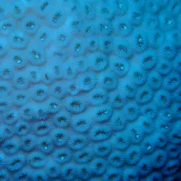 Knob Coral, photo 6