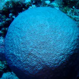 Knob Coral, photo 7