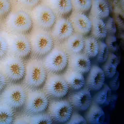 Knob Coral, photo 8