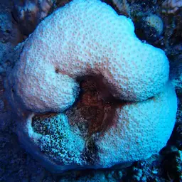Knob Coral, photo 9