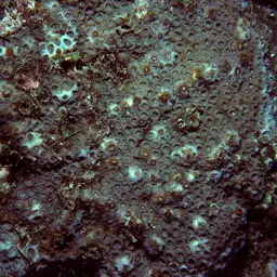 Knob Coral, photo 10