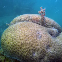Knob Coral, photo 11