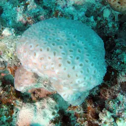 Knob Coral, photo 12