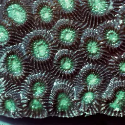 Knob Coral, photo 1