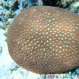 Knob Coral, photo 2