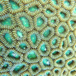 Knob Coral, photo 3