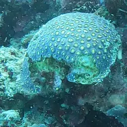 Knob Coral, photo 4