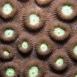 Knob Coral, photo 5