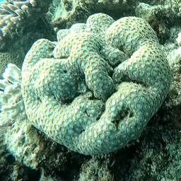 Knob Coral, photo 6
