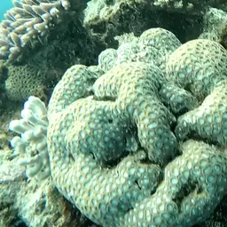 Knob Coral, photo 7