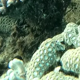 Knob Coral, photo 8
