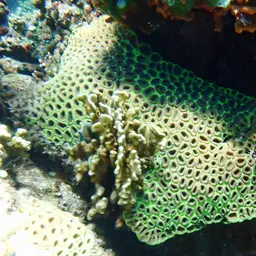 Knob Coral, photo 9