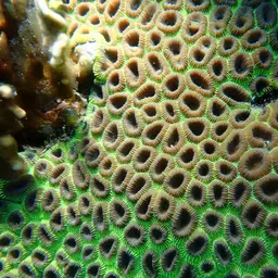 Knob Coral, photo 10