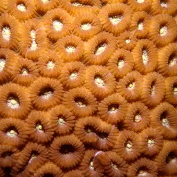 Knob Coral, photo 11