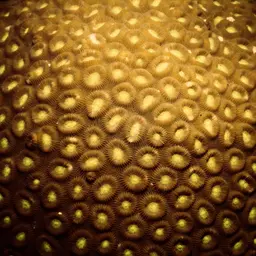 Knob Coral, photo 12