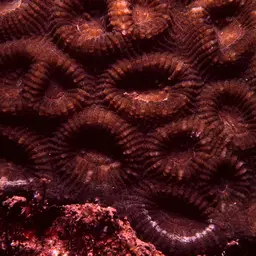 Knob Coral, photo 1