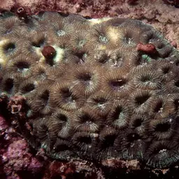 Knob Coral, photo 2