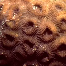 Knob Coral, photo 3