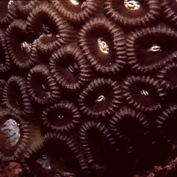 Knob Coral, photo 4