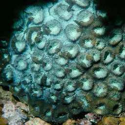 Knob Coral, photo 5
