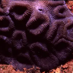 Knob Coral, photo 6
