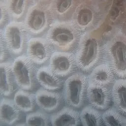 Knob Coral, photo 7