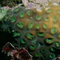 Knob Coral, photo 8