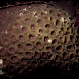 Knob Coral, photo 9
