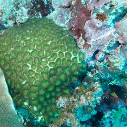 Knob Coral, photo 1