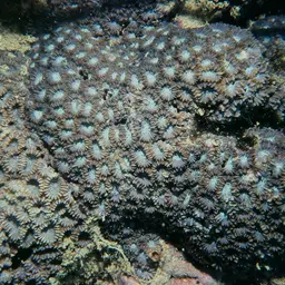 Knob Coral, photo 1