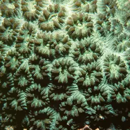 Knob Coral, photo 2