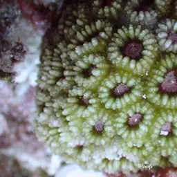 Knob Coral, photo 3