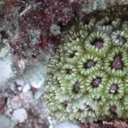 Knob Coral, photo 4
